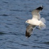 Racek bourni - Larus canus - Mew Gull 4850